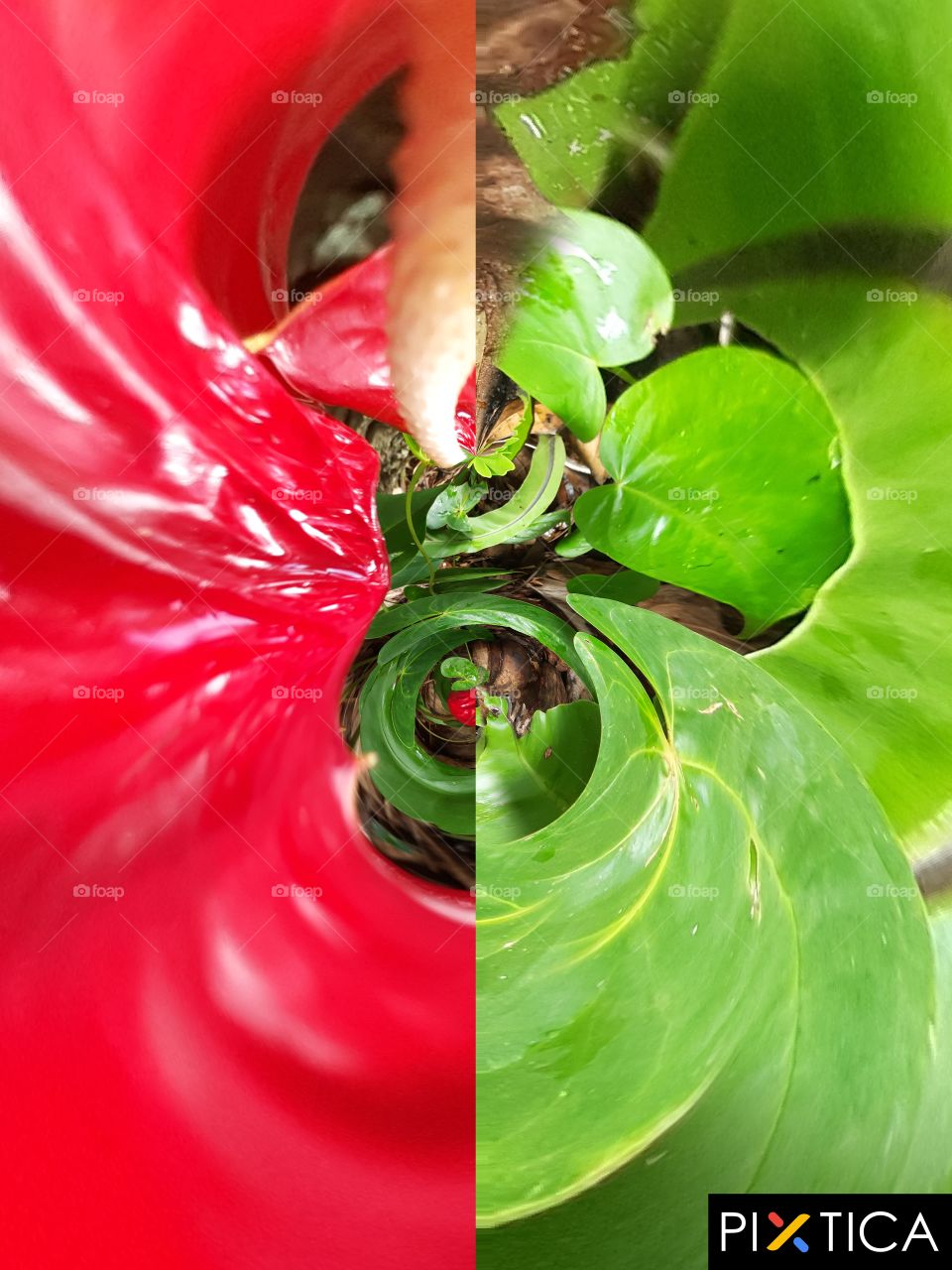Red colour anthurium flower