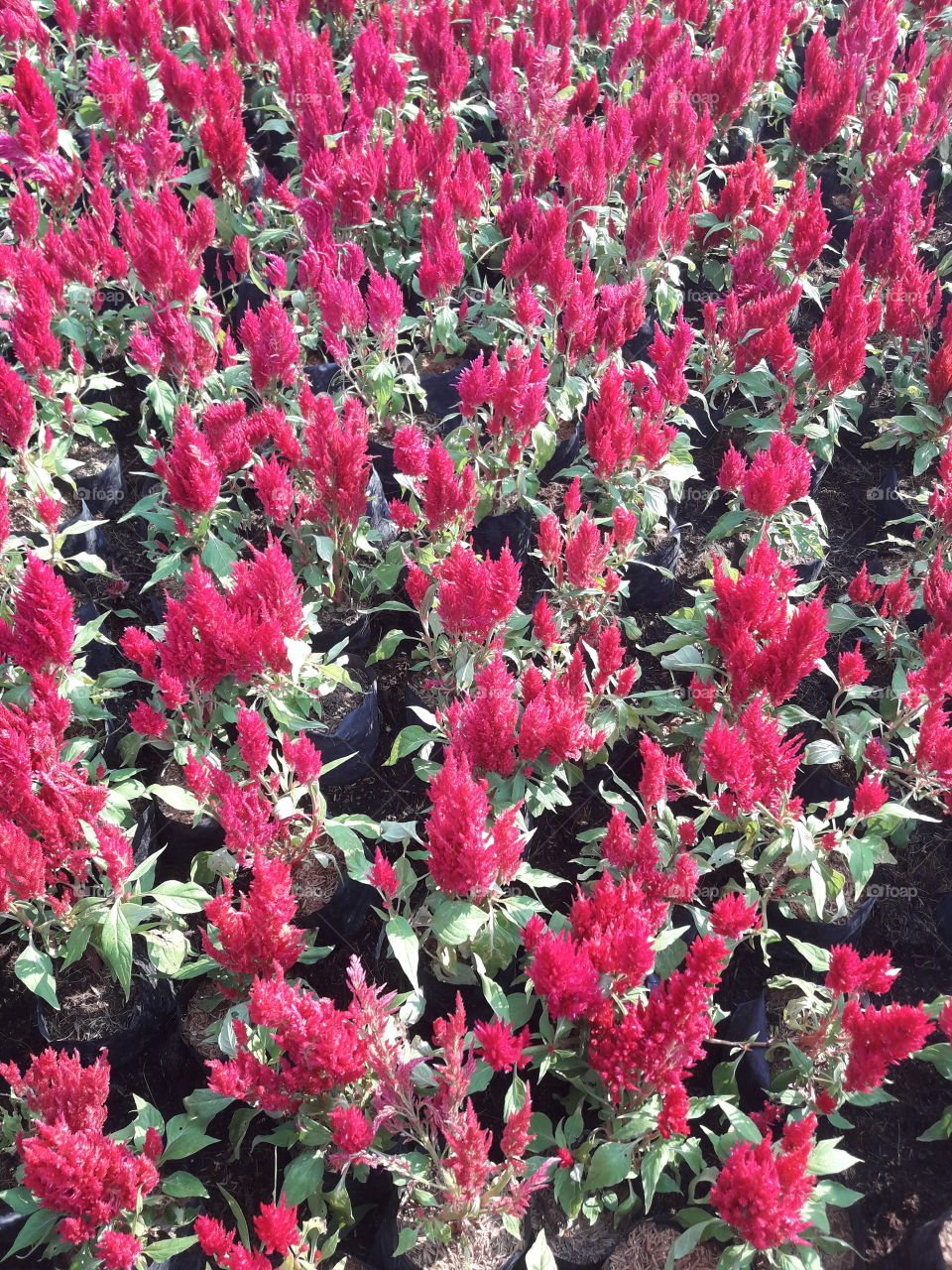 the field of red cockscomb flowers.