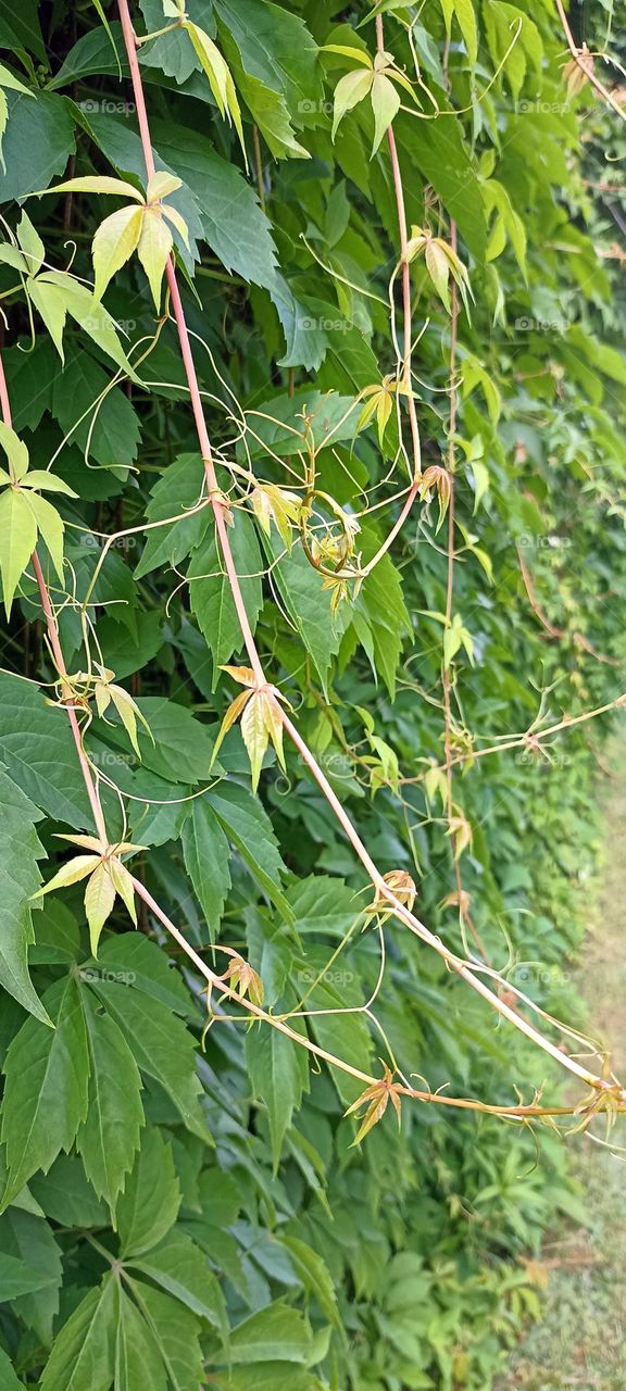 green plant leaves on a street fence beautiful texture, urban plants