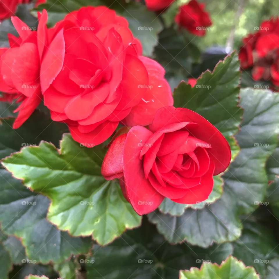 Blooming flowers 