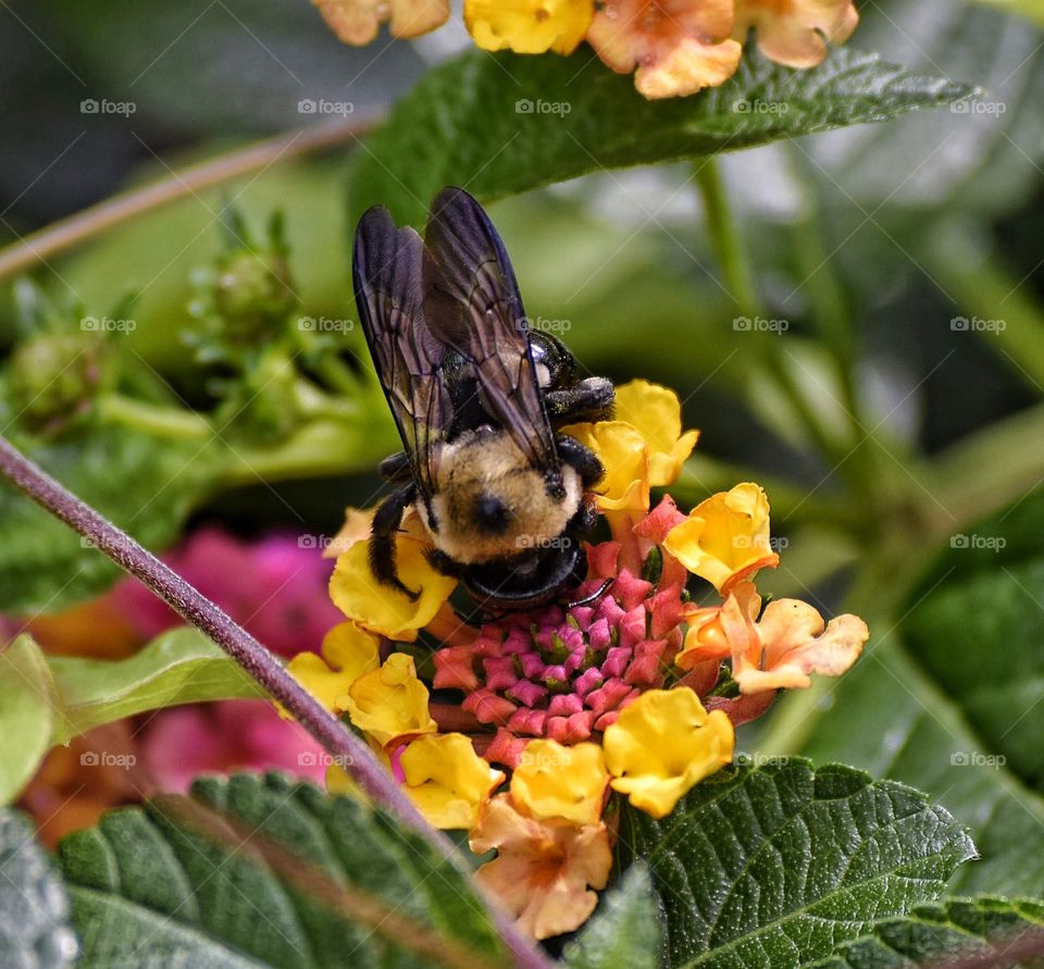 Bee on flower