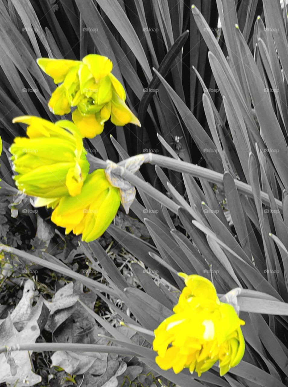 A pop of color (yellow flowers)