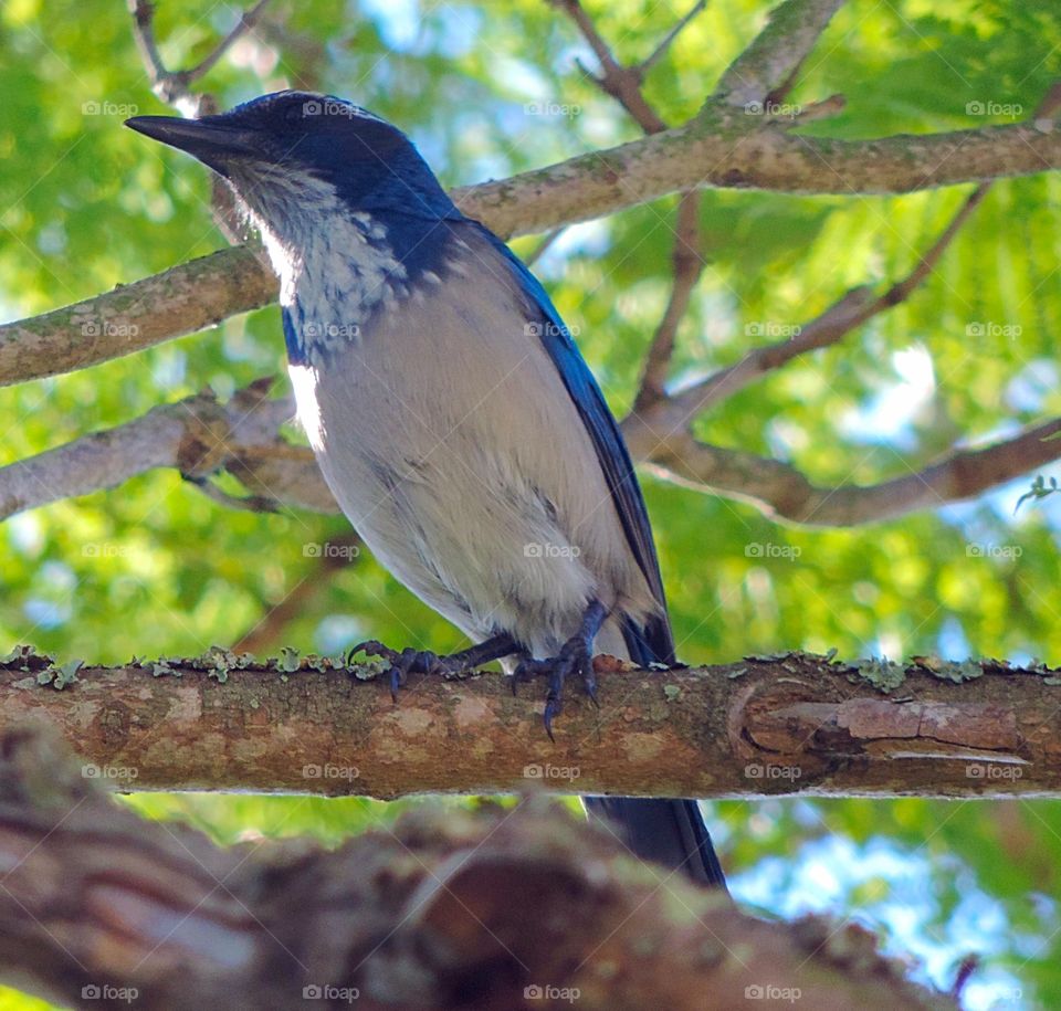 Blue Jay