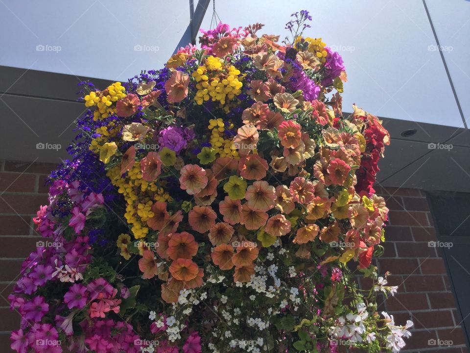 Hanging Basket of flowers 
