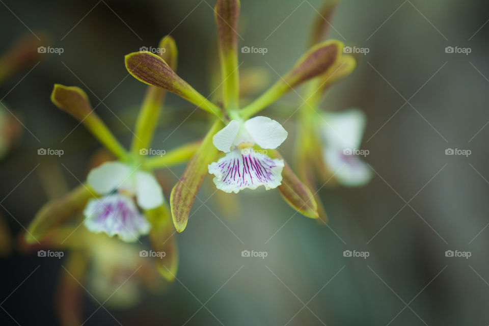 Small White Flowers with Purple Stripes