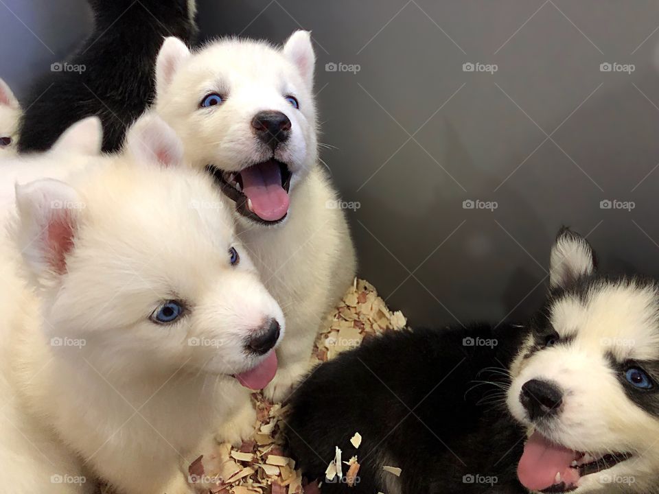 A litter of adorable Husky puppies.