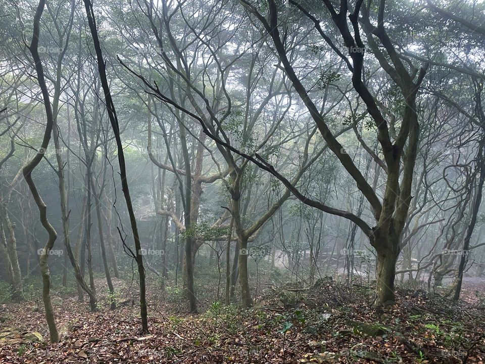 fog and forest