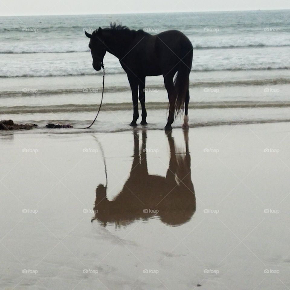 beautiful black horse and its shadow near the beach.