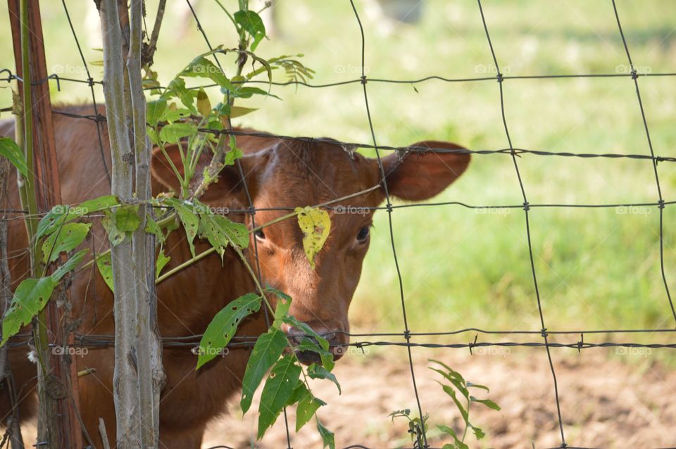 Baby cow - calf. 