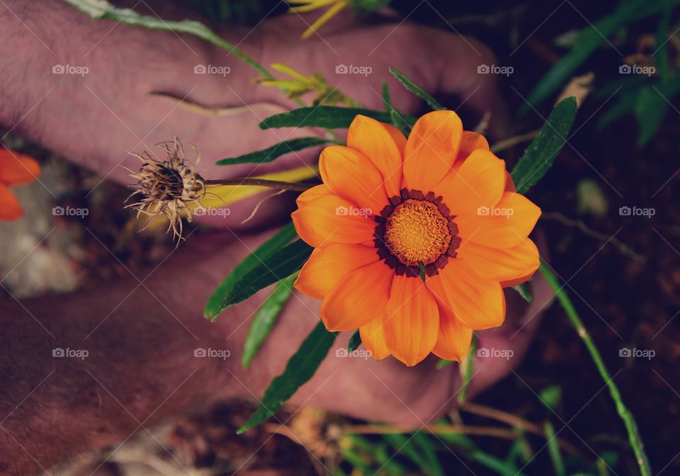 Planting different types of daisies