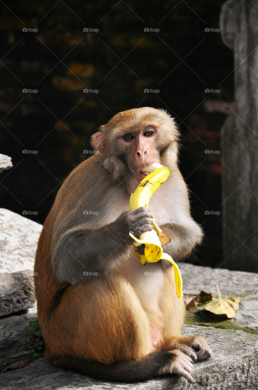 Monkey with banana