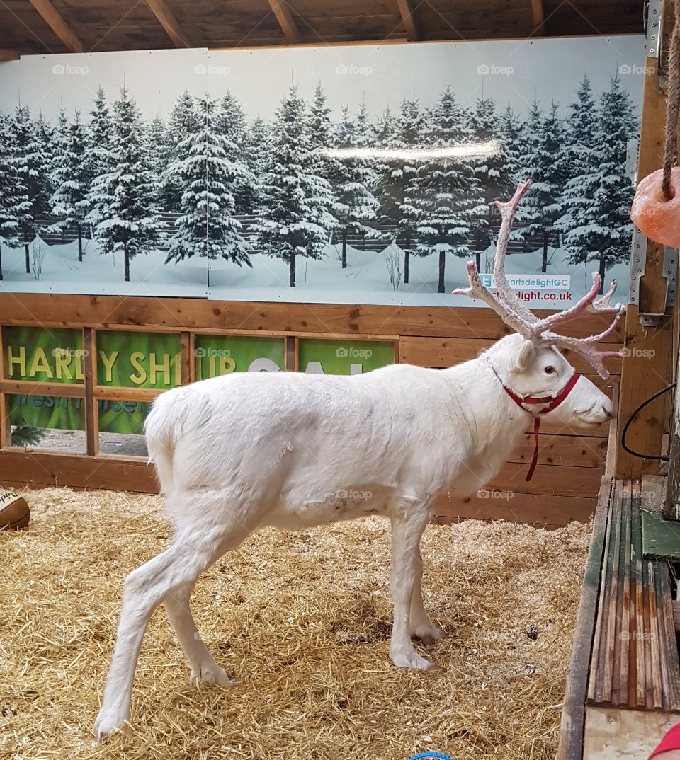 white reindeer in Christmas stable