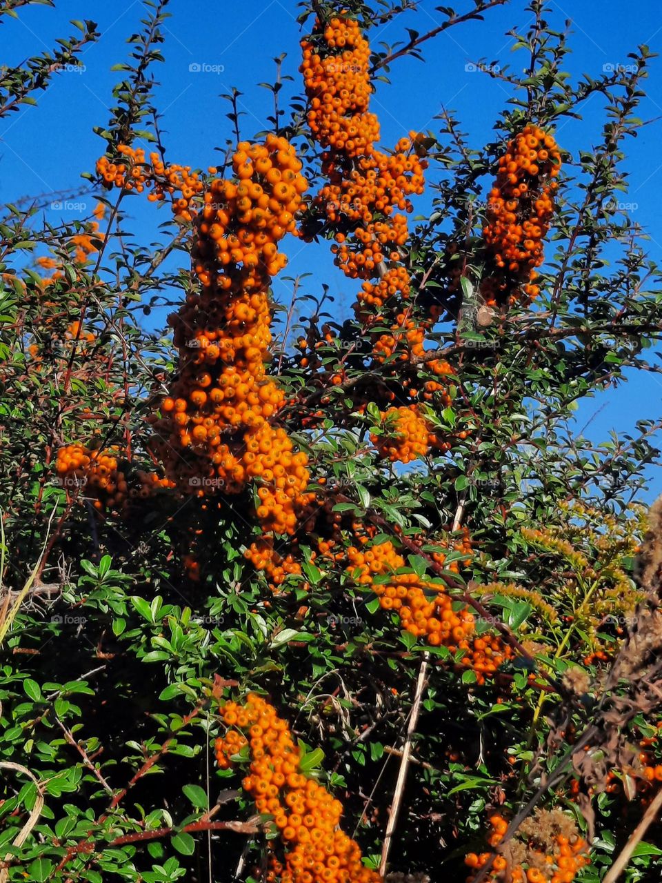 orange firethorn  berries against blue sky