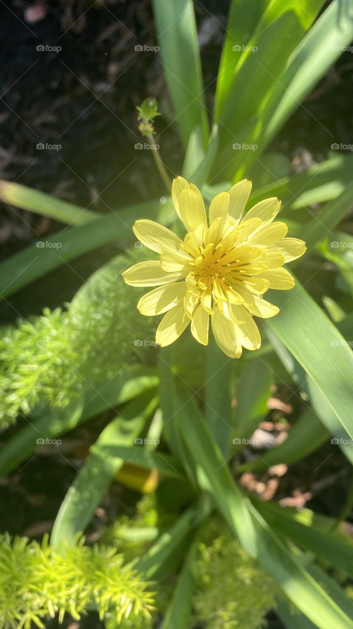 Spring is making a Slow Entrance to Upper Texas CoastLine. Bright Yellow Spring Flower give a Happy Bloom wave back the Sun. 