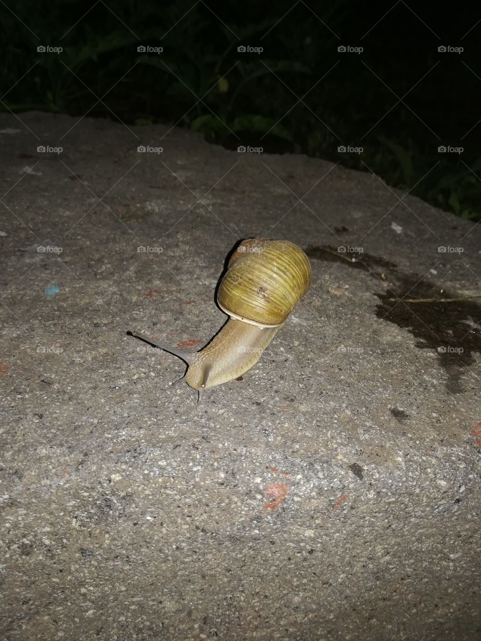 🐌