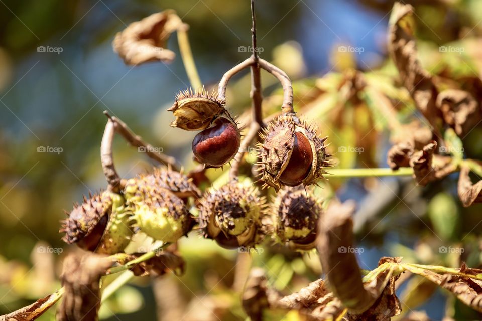 chestnuts