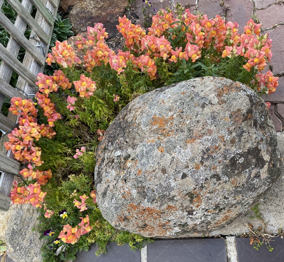 Flower around the rock
