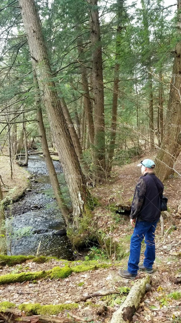 A Walk In The Forest