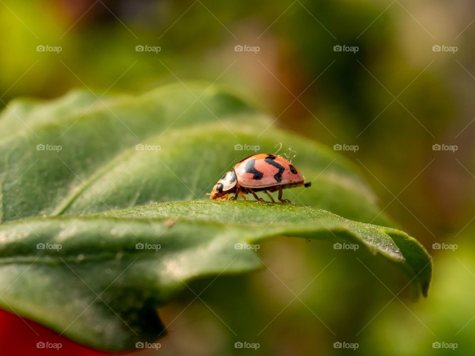 Beautiful tiny ladybug