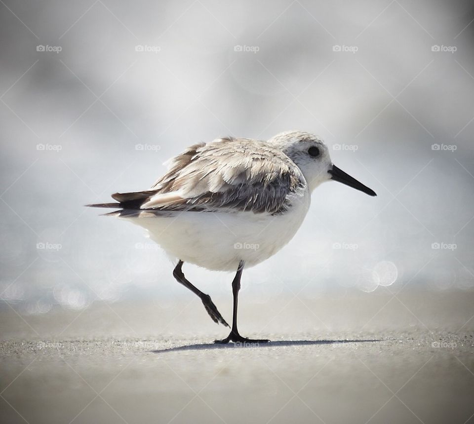 Bird on beach