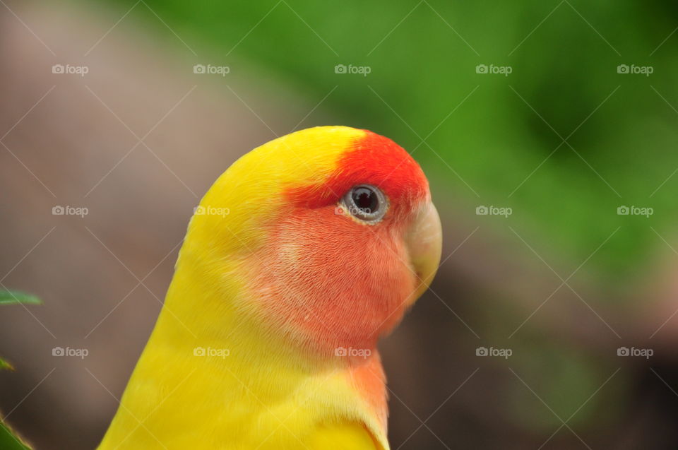 parrot background free & wallpaper free