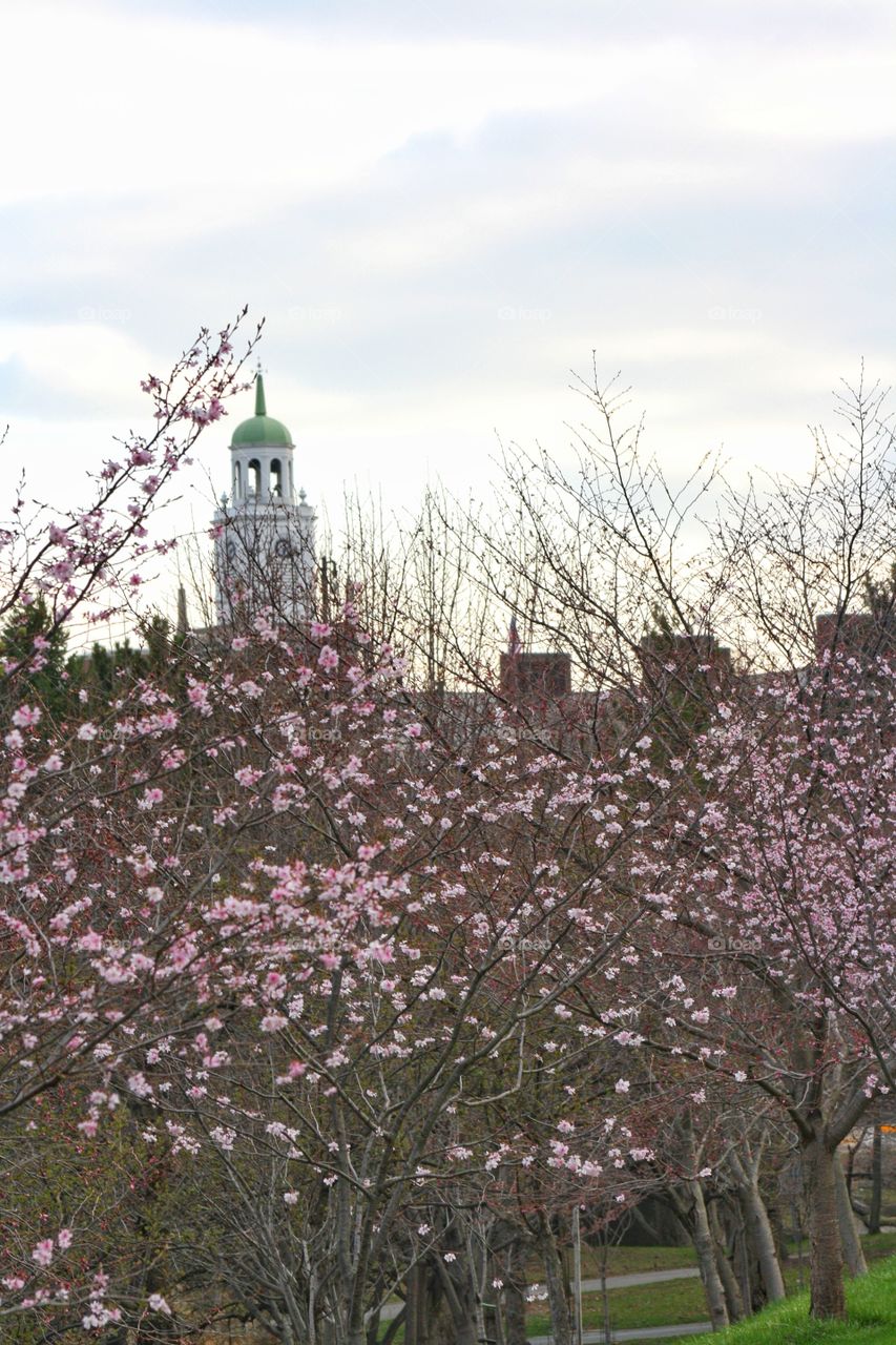 cherry blossom and the bell tower