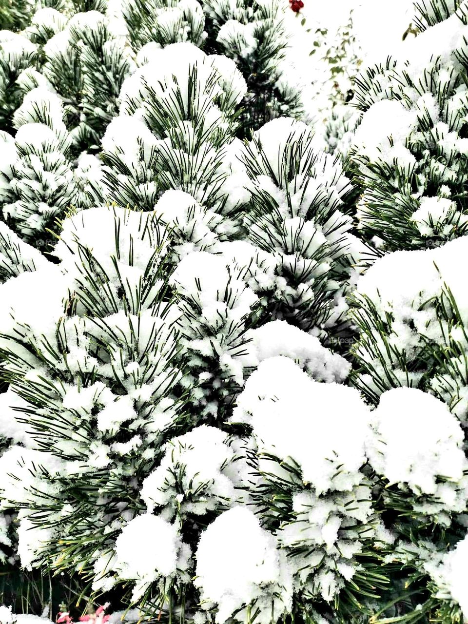 Snow covered the pine branches. A wonderful contrast of white snow and living green pine needles.