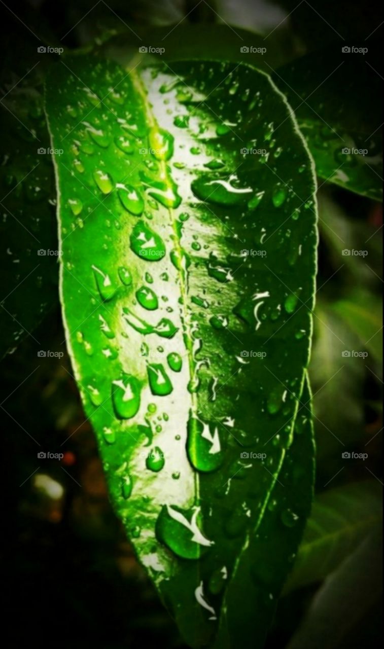 green leaves after rain