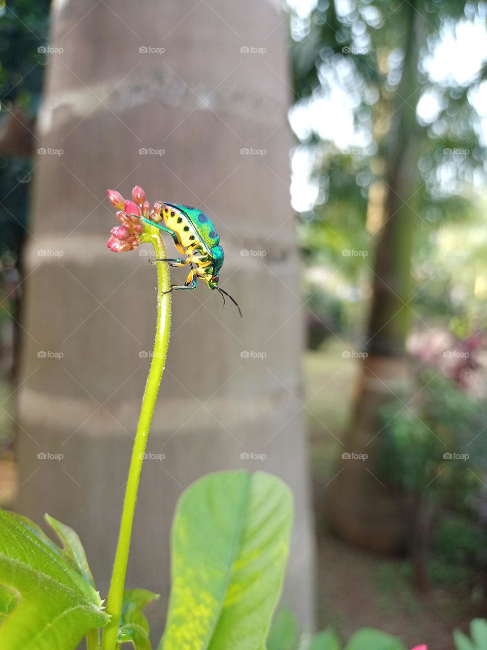 Beautiful jewel bug on red colour flower with nic blurry background it's looking beautiful filli the nature