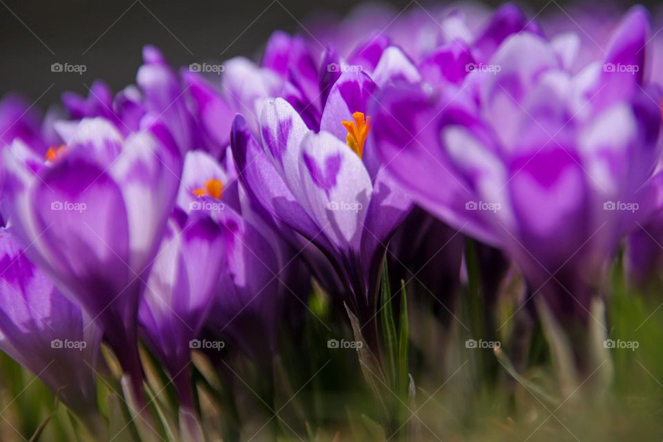 Crocuses 