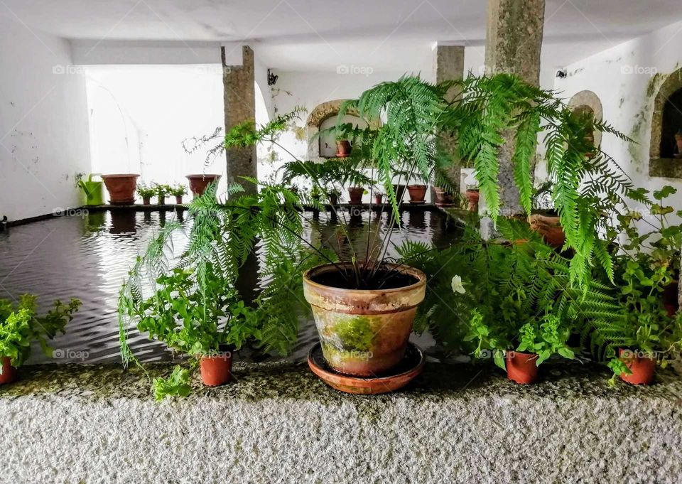 Plants around us... Water tank