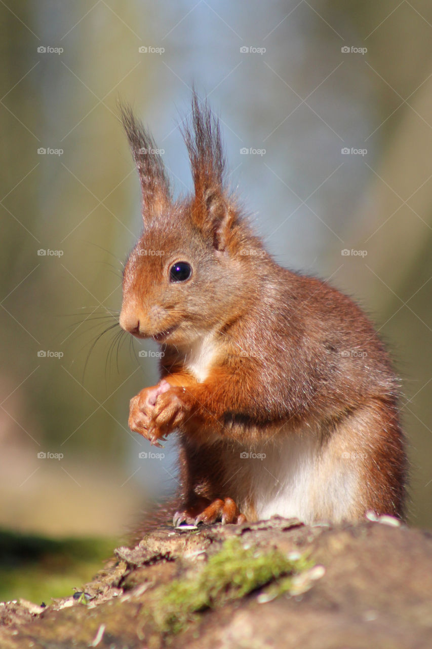 Squirrel portrait!