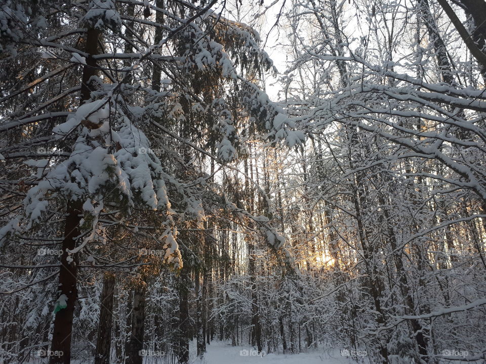 Beautiful winter in forest
