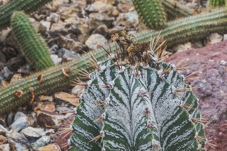 Beautifully striped cactus close-up at Christchurch Botanic Gardens, New Zealand 