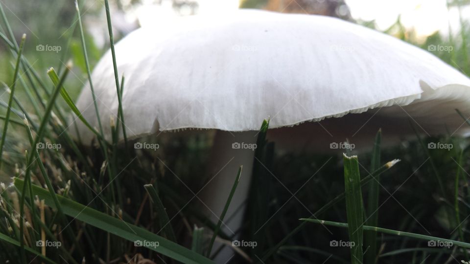 fungi. fast growing