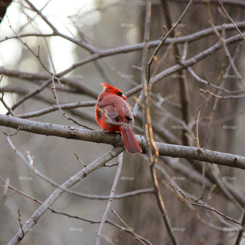 Taking a break and watching the world go by this male cardinal is on the lookout. 