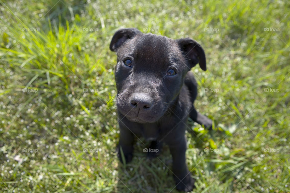 Mammal, Animal, Grass, Cute, Dog