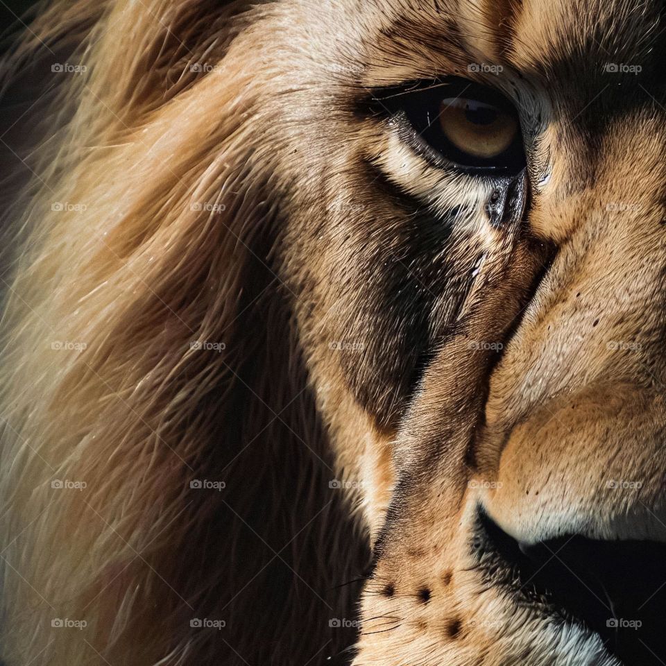 A close-up shot of a lion's face