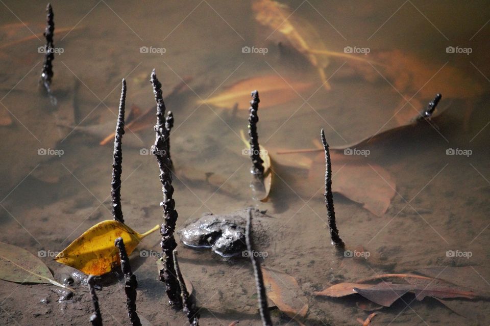 Autumn leaves with mangrove root