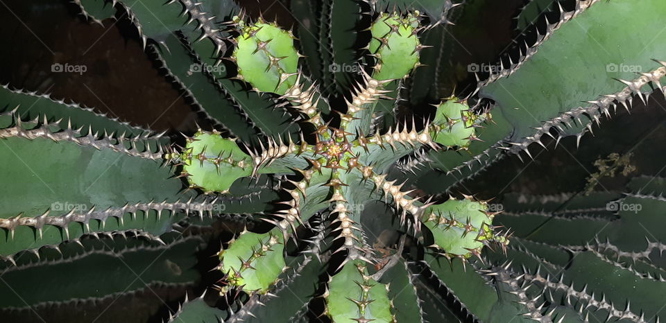Top view of a Cactus