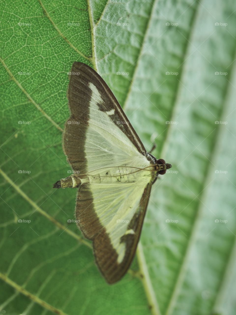 Close up of box tree moth (Cydalima perspectalis)