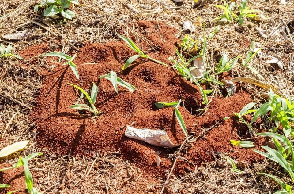 Ants Nest In The Ground