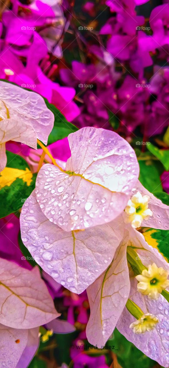 leaves with water drops2