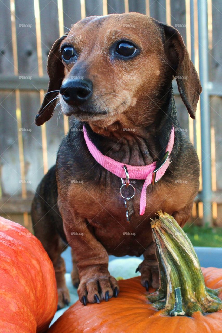 Pumpkin Weenie