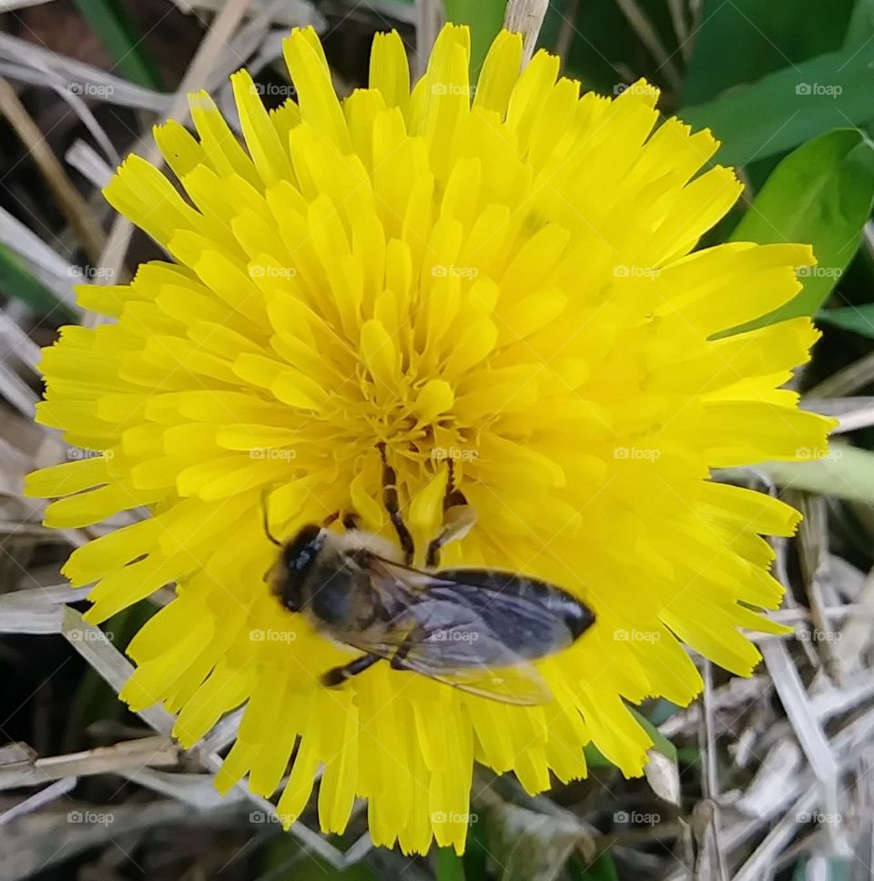 Bee pollinating a dandelion flower