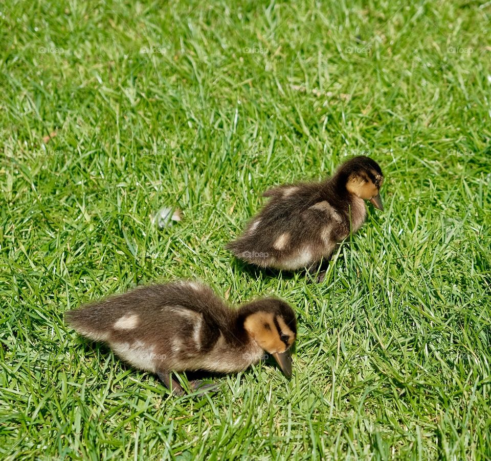 young ducklings on the green lawn by the lake in the park