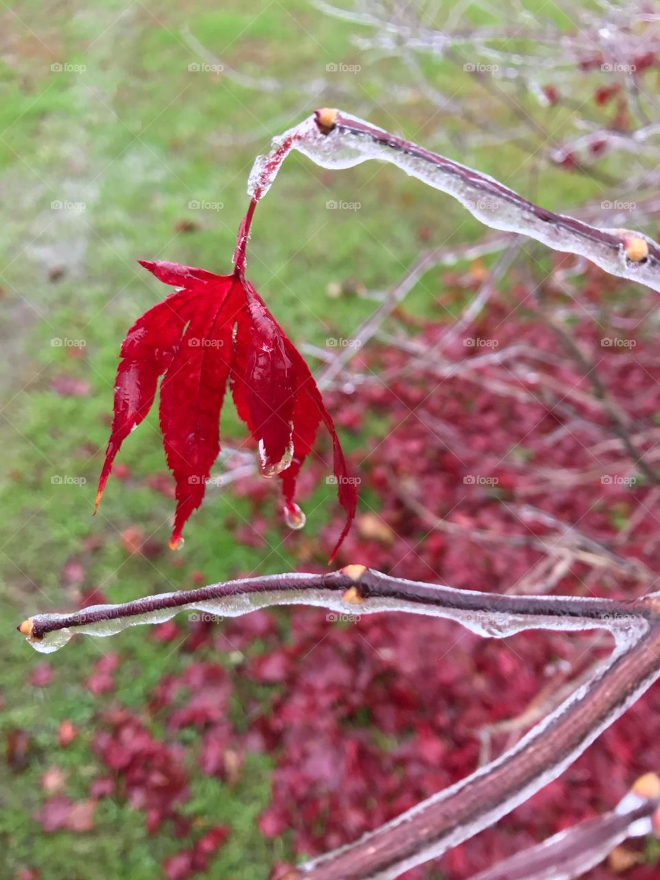 Freezing rain on a bush and a single red leaf