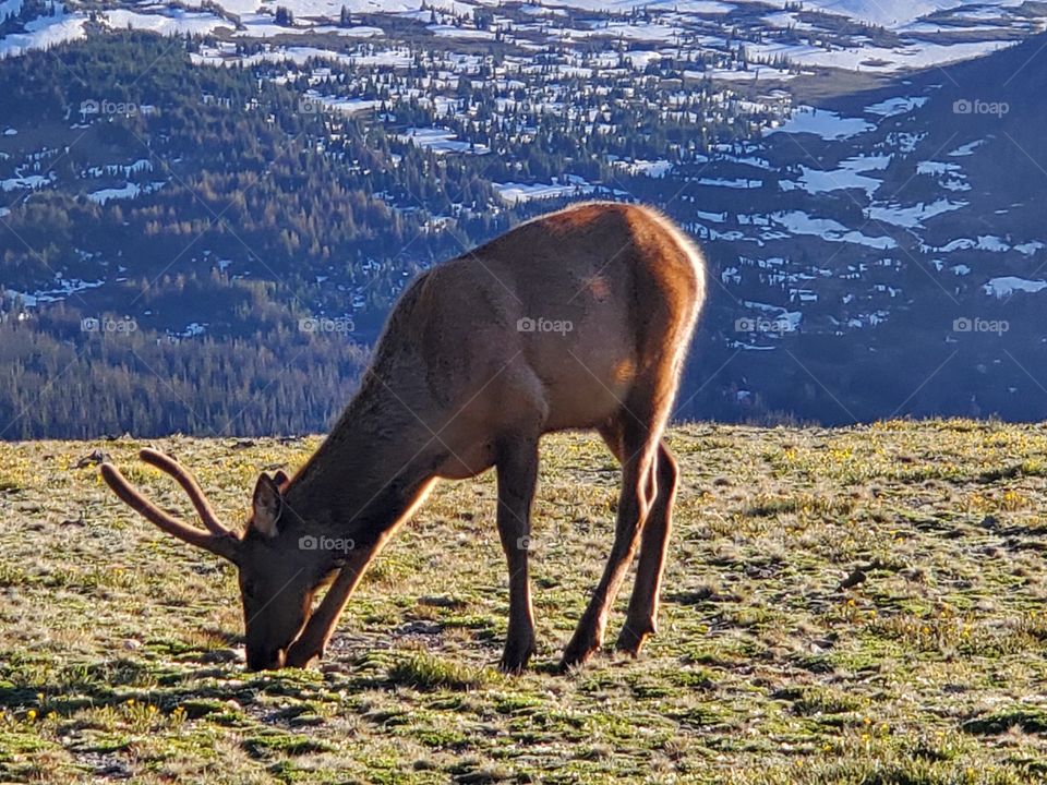 elk