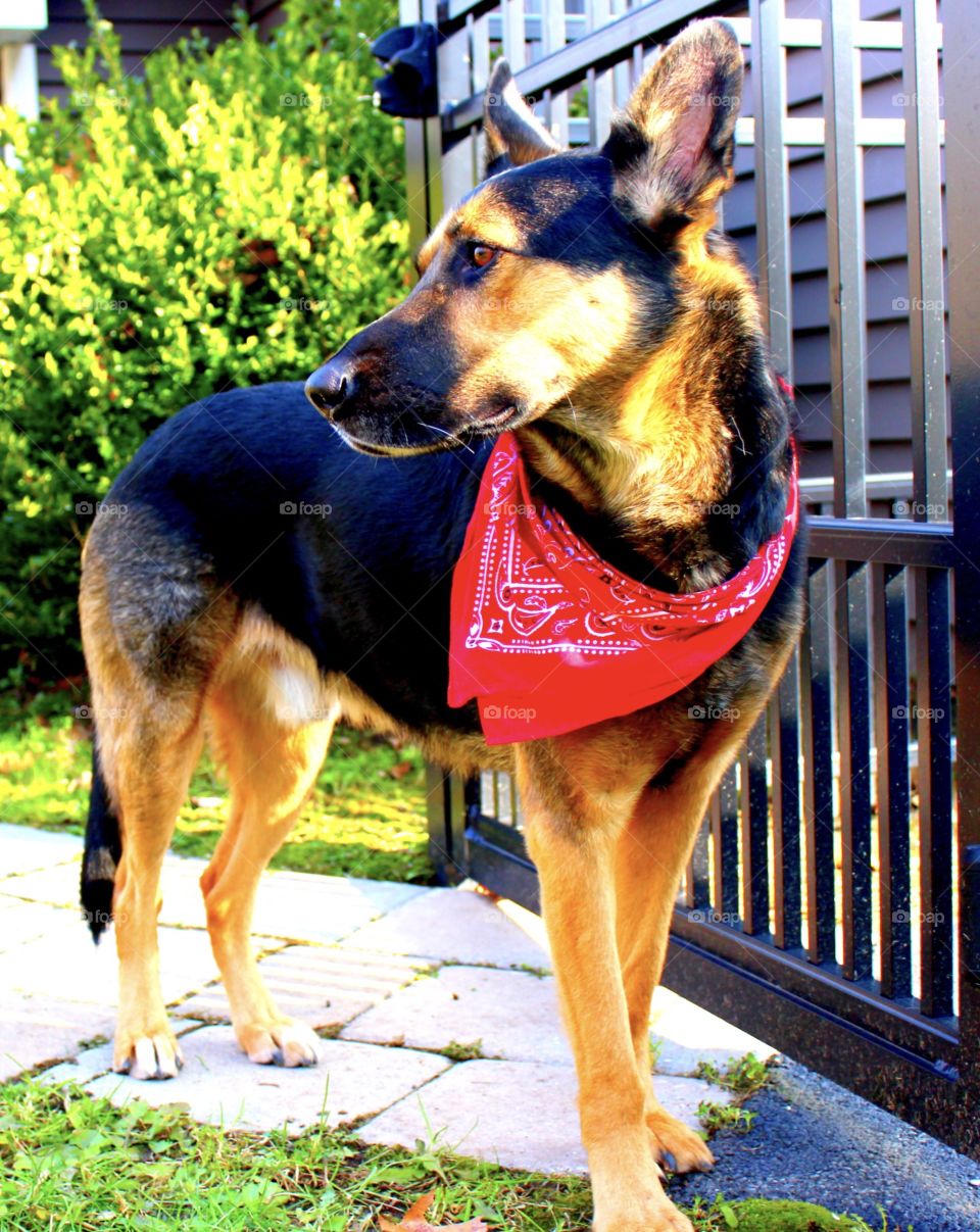 Bright scene with a newly rescued German Shepherd wearing a red bandana 