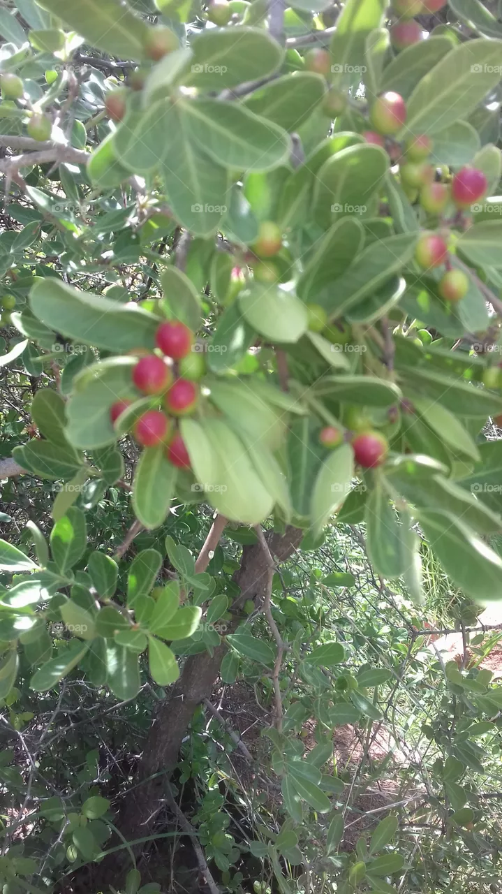 berries